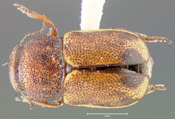 Media type: image;   Entomology 24941 Aspect: habitus dorsal view
